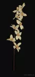 Květy zlaté orchideje, délka cca 90 cm