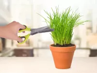 BYLINKÁTOR nůžky na bylinky s 5 břity