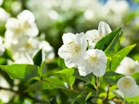 Sójová vonná EKO svíce PARFUMIA® ESSENCE DE JASMIN