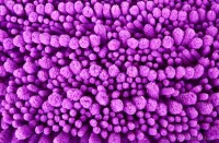 Koupelnová předložka 3D CORAL SASANKA