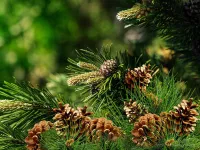 Vonný sójový EKO vosk do aromalampy PARFUMIA® vůně vánočního stromu, FRESH PINE