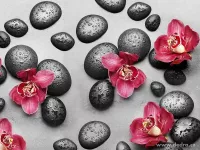 Parfémová esence LILA FASHION do aromalamp a difuzérů ESSENCE A L'INTÉRIEUR
