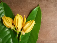Sójová vonná EKO svíce PARFUMIA®, YLANG YLANG