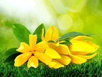 Vonný sójový EKO vosk do aromalampy PARFUMIA®, YLANG YLANG