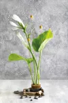 Aranžovací napichovací ježek na květiny IKEBANA