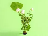 Aranžovací napichovací ježek na květiny IKEBANA