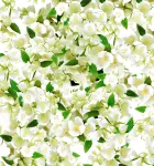 Vonný sáček - sašetka, ESSENCE DE JASMINE, PARFUMIA®