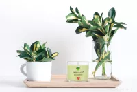 55 ml votivní sójová eko-svíce, LEMONGRASS, PARFUMIA®
