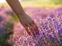 Vonná esence Provence 100 ml Vaše Dedra s.r.o.