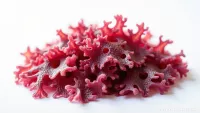 ASTAXANTHIN organic 8 mg | silný antioxidant, ochrana buněk, vlasů a pleti