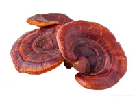 REISHI 500 mg | vitalita a obranyschopnost z přírody